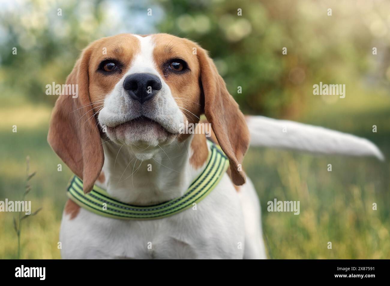 Il giovane cane beagle sorridente ravvicinano il ritratto su sfondo verde sfocato. Lo sguardo del cane è diretto verso la telecamera Foto Stock