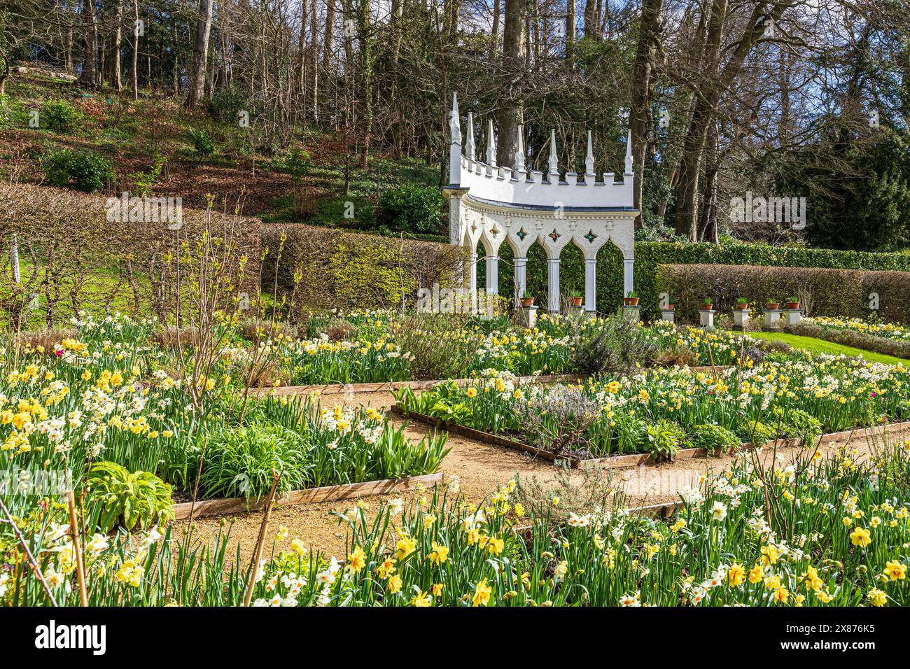 Narcisi in primavera di fronte all'Exedra nel giardino Rococo di Painswick, nel villaggio Cotswold di Painswick, nel Gloucestershire. Inghilterra Regno Unito Foto Stock