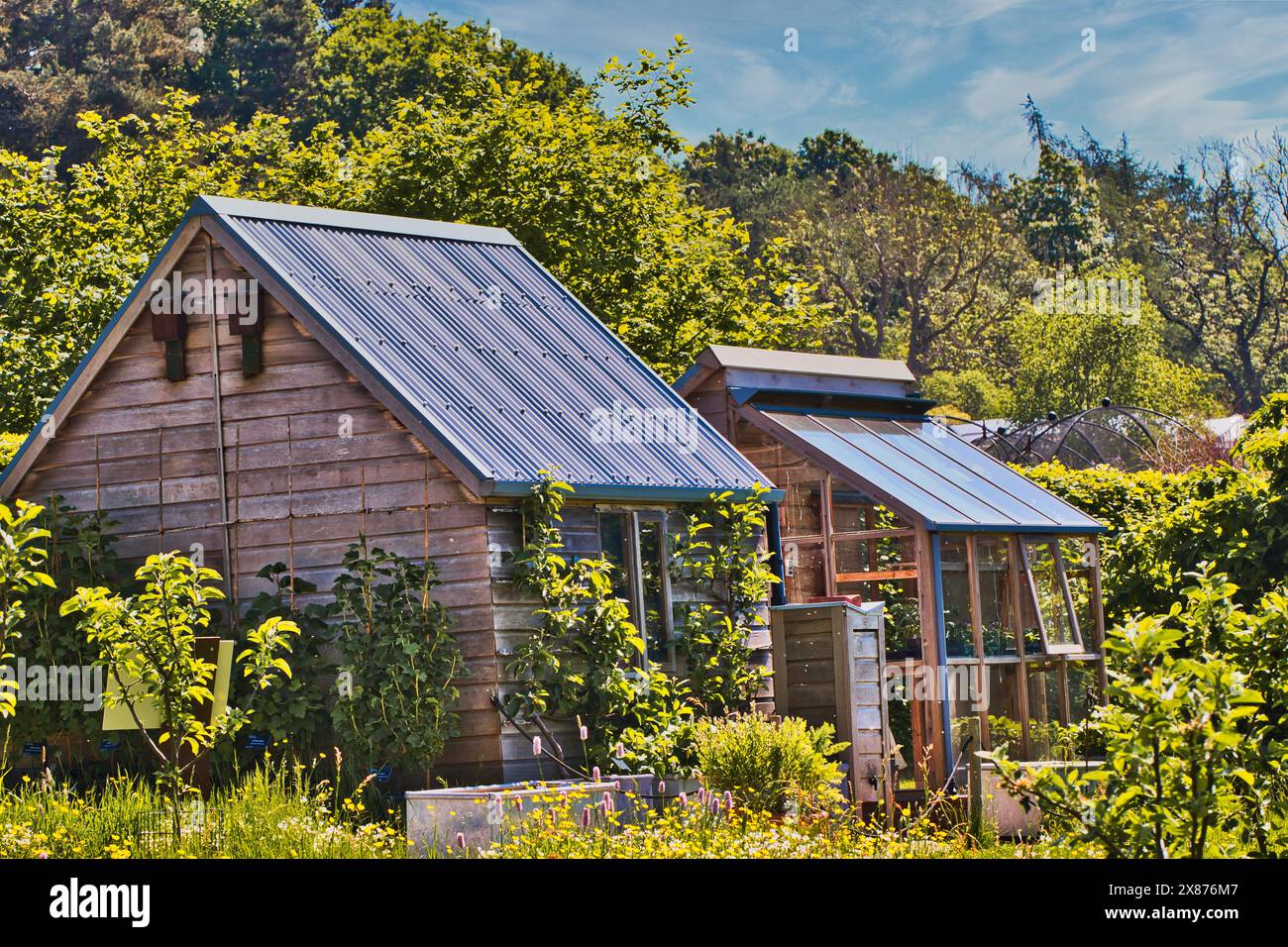 Un rustico capannone in legno e una serra circondati da vegetazione lussureggiante e piante in un giardino in una giornata di sole. Foto Stock