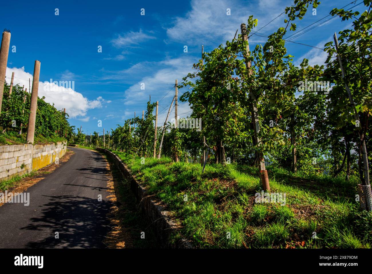 primo piano delle colline del prosecco a Vidor vicino a Treviso primo piano di un gambo di foglie di uva prosecco in primavera vicino a Castelfranco Veneto in Veneto Ita Foto Stock