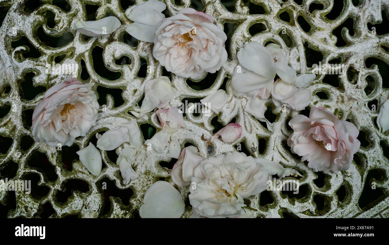Rose rosa su un tavolo da giardino in metallo bianco. Patina. Foto Stock