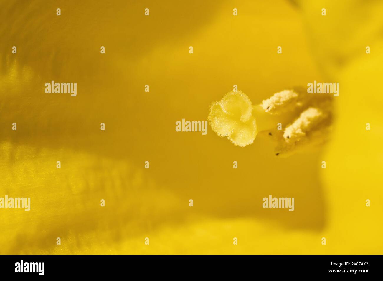 Daffodil (narciso), primo piano della natura morta di un singolo fiore giallo, che mostra lo stigma e gli stami isolati contro il resto del fiore. Foto Stock
