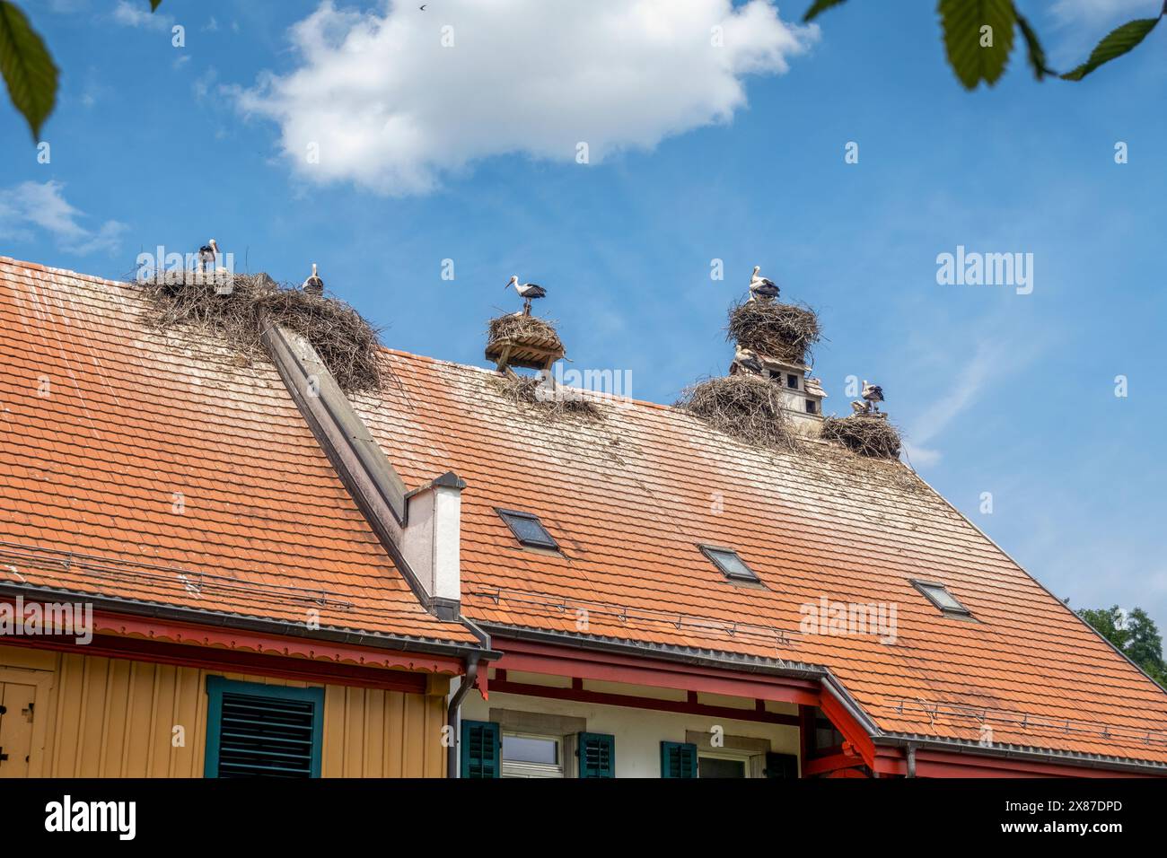 La cicogna nidifica sul tetto della casa sotto il cielo nuvoloso a Uznach, Svizzera Foto Stock