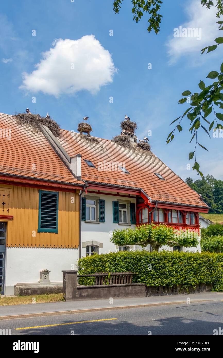 La cicogna nidifica sul tetto della casa nella colonia di Uznach, Svizzera Foto Stock