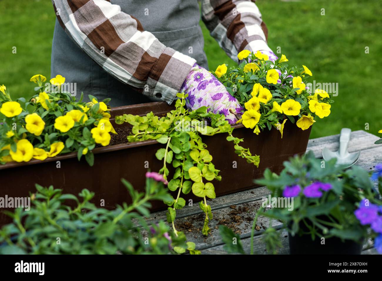 donna che semina piantine di fiori estivi in una scatola da balcone su un tavolo di legno Foto Stock