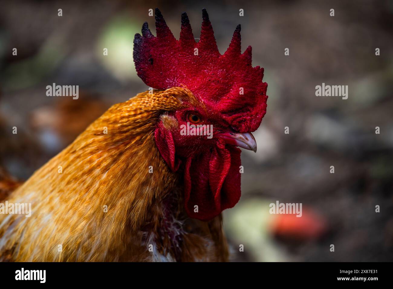 Primo piano di una gallina con cresta rossa e piume gialle sul becco a Cogollo del Cengio in provincia di Vicenza in Veneto Foto Stock