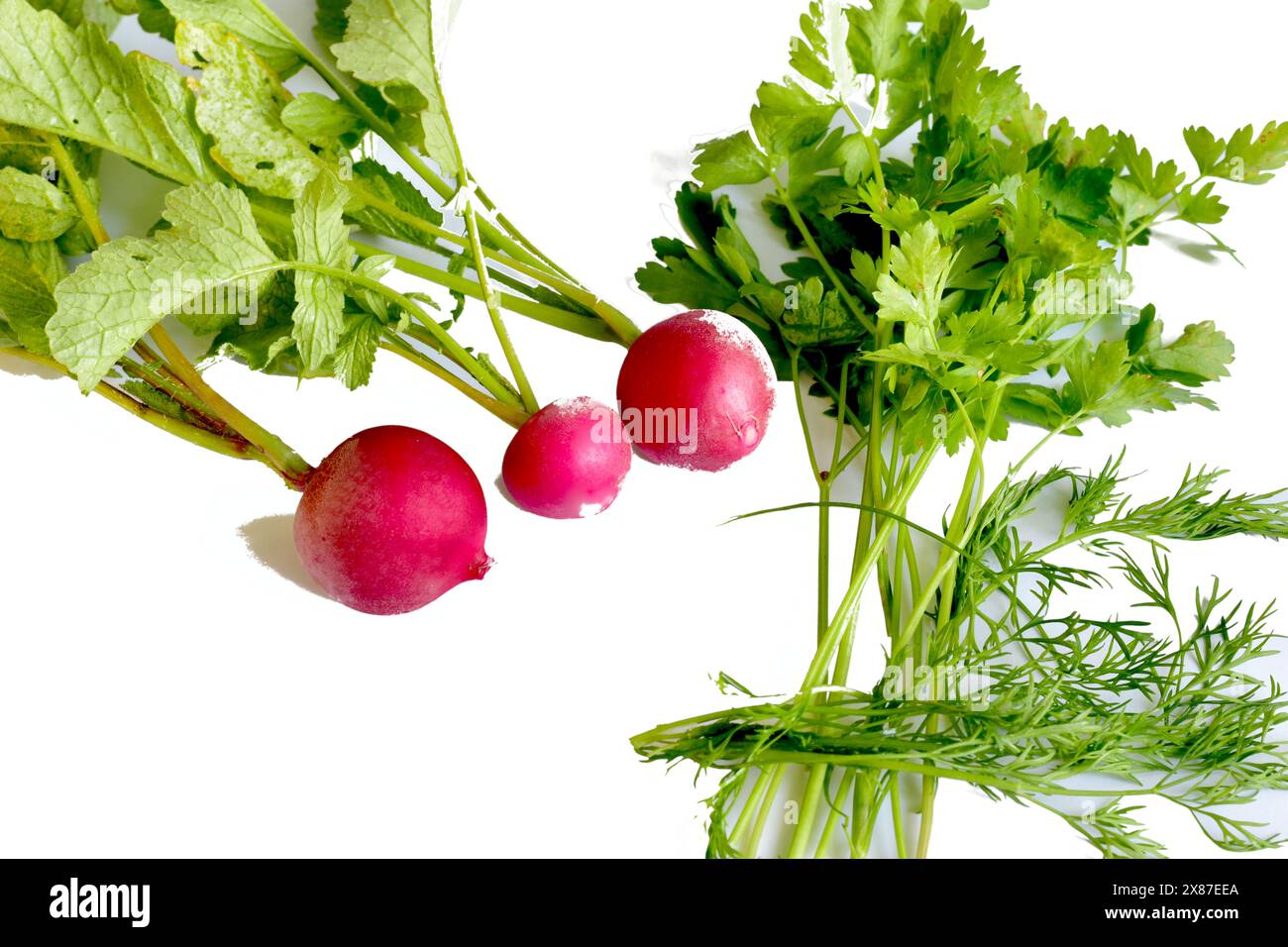 Prezzemolo verde fresco e diversi ravanelli rossi giacciono su un tavolo bianco. Foto Stock