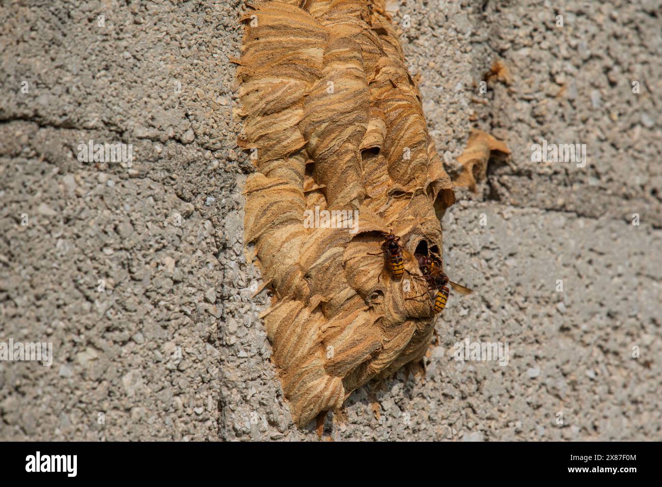 Primo piano di un alveare selvaggio con le api che entrano ed escono nella rigogliosa campagna veneta vicino a Cogollo del Cengio in provincia di Vicenza Veneto I. Foto Stock