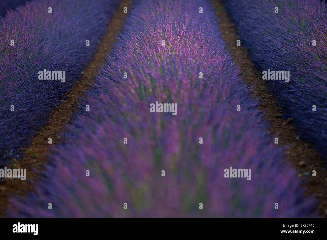 Piante di lavanda sul campo all'alba Foto Stock