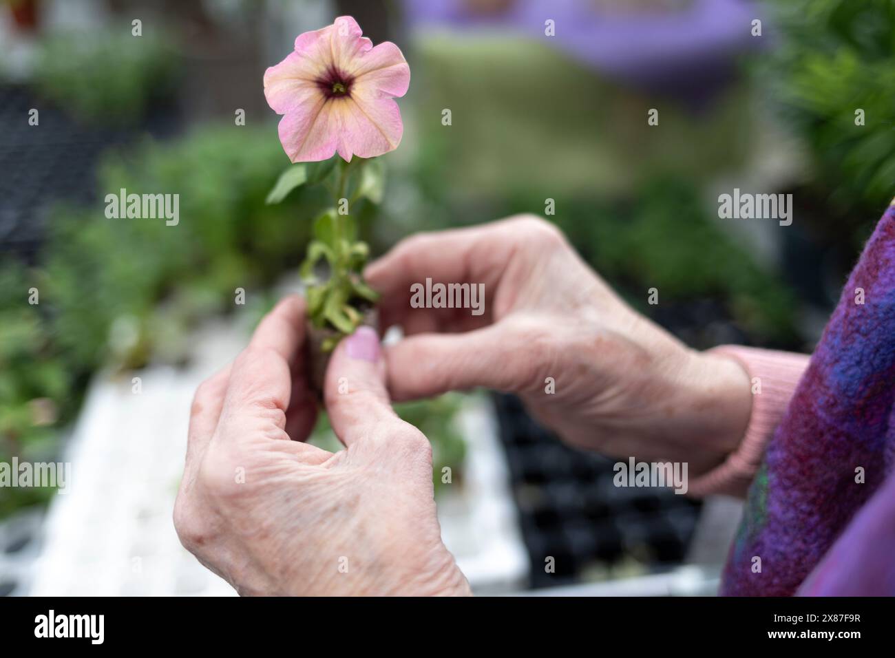 Mani di una donna anziana che tiene il fiore di Petunia in negozio Foto Stock