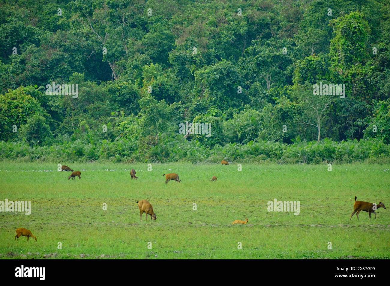 Branco di cervi nelle praterie forestali del Parco Nazionale di Kaziranga Foto Stock