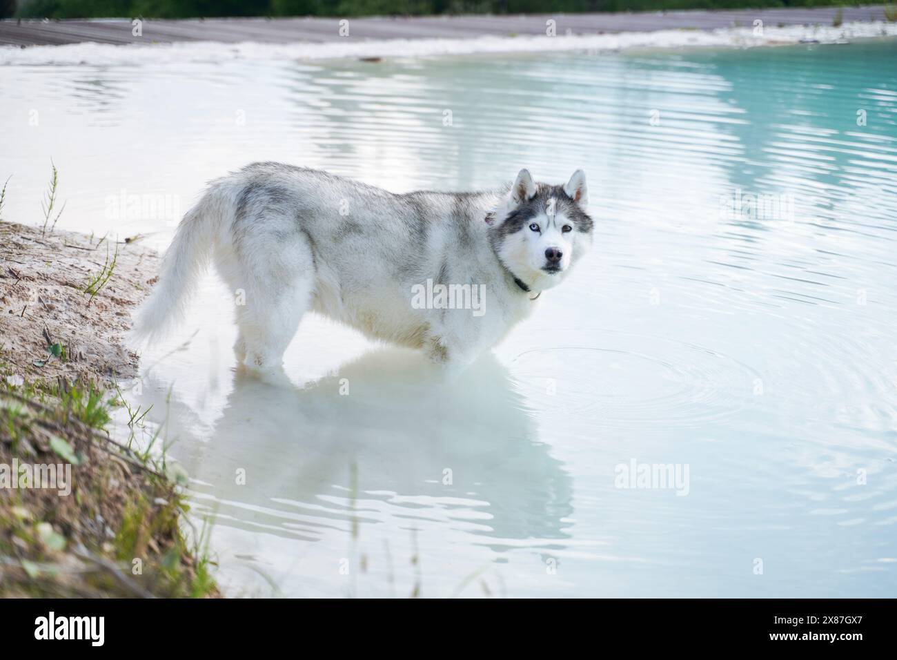 Cane Husky nel lago ondulato Foto Stock