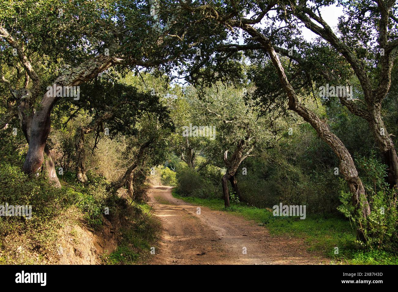 Una strada di campagna si snoda attraverso una foresta con vecchie querce da sughero, vicino a Bordeira, Algarve, Portogallo Foto Stock