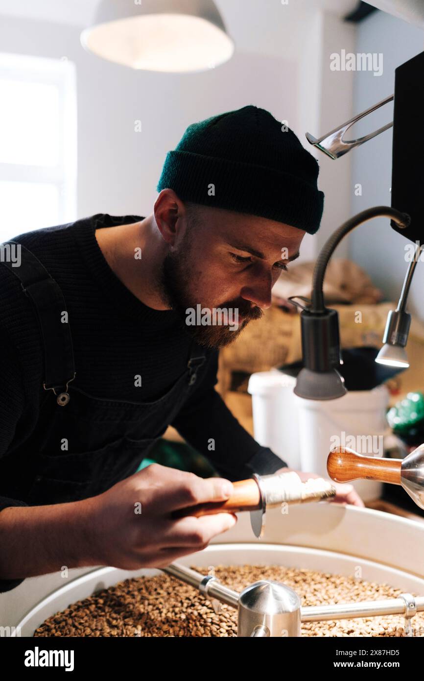 Torrefazione del caffè esaminando i chicchi di caffè tostati Foto Stock
