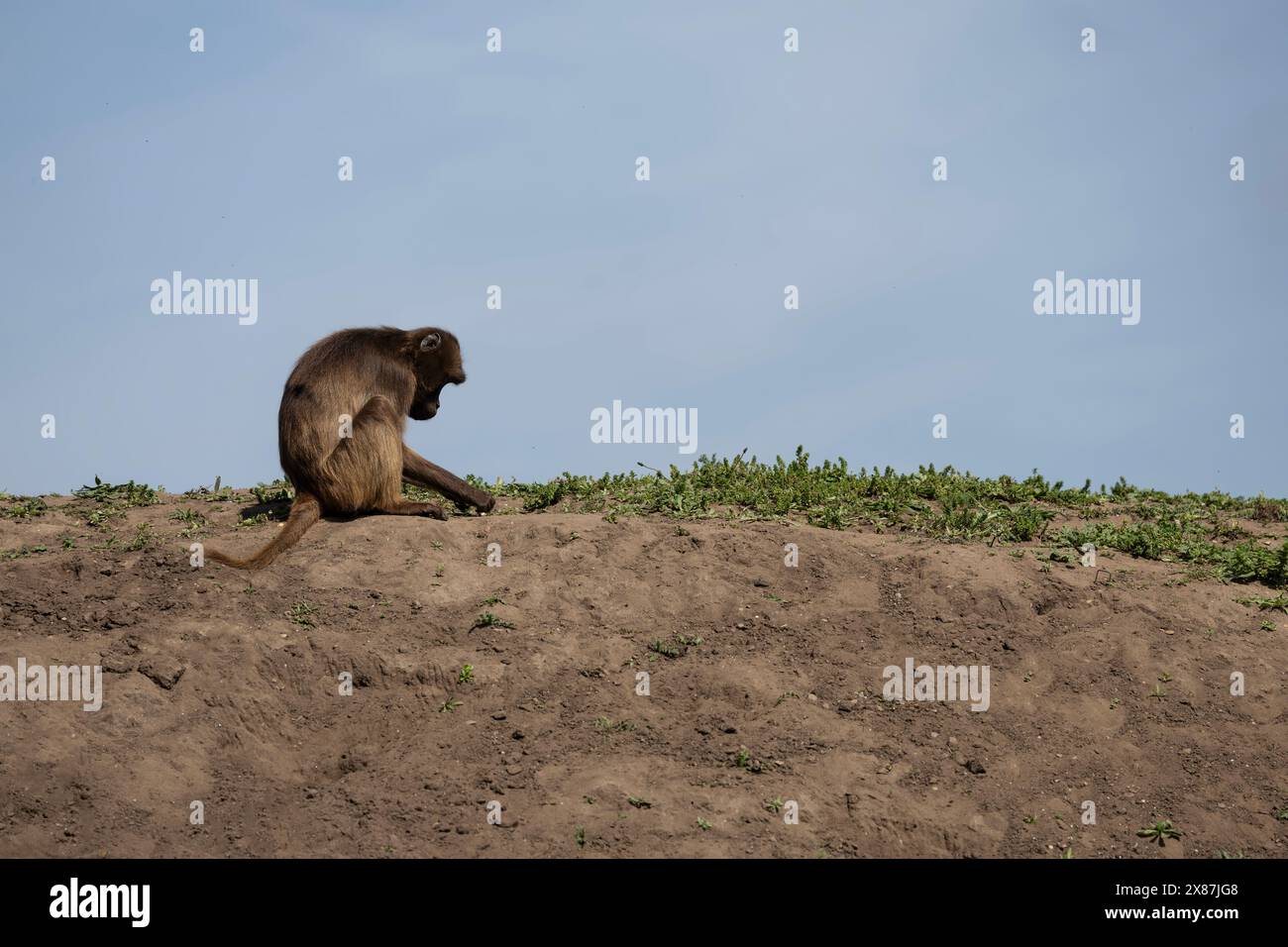 Una scimmia Gelada Theropithecus gelada in cattività in un parco faunistico seduto su un tumulo terrestre che esamina l'erba Foto Stock