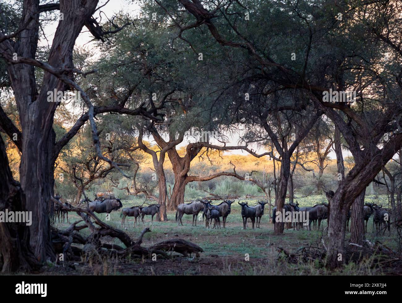 Namibia, Erongo, branco di GNU (Connochaetes Gnou) nella savana Foto Stock