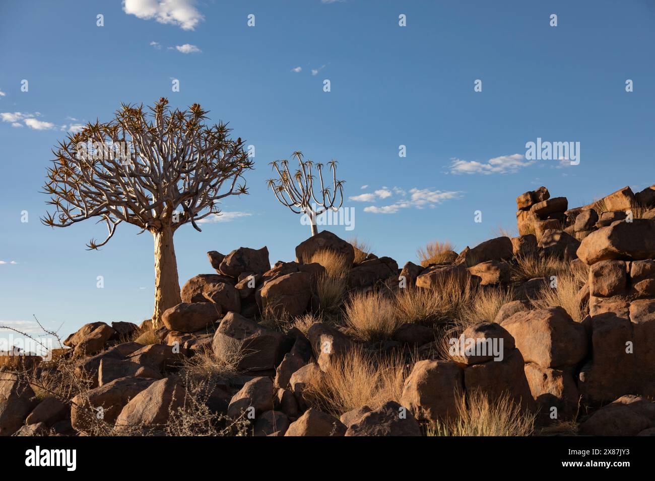 Namibia, Karas, Keetmanshoop, alberi di Quiver sulla collina rocciosa Foto Stock