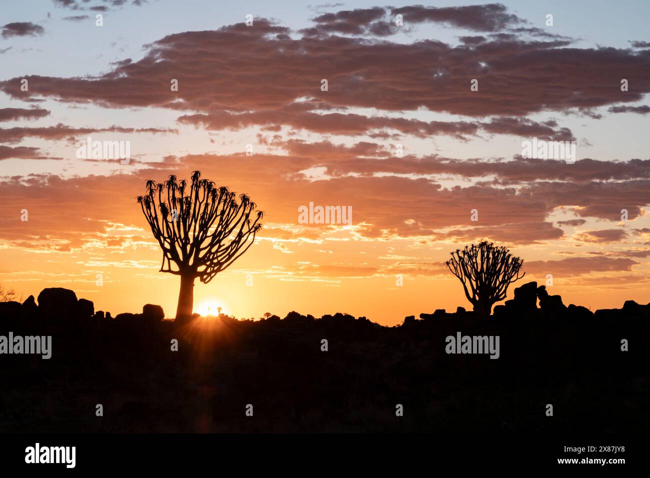 Namibia, Karas, Keetmanshoop, sagome di alberi di faretra al tramonto Foto Stock