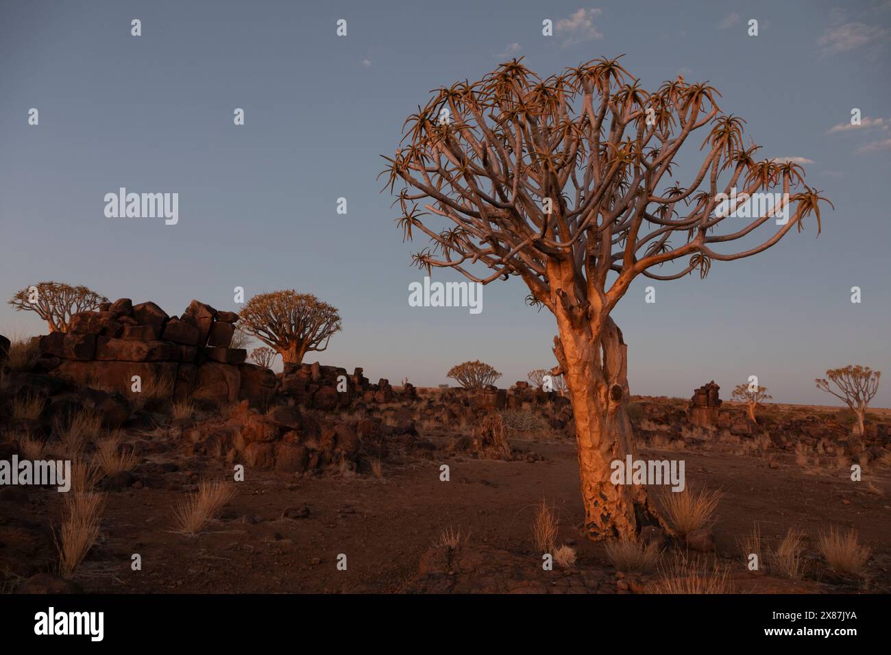Namibia, Karas, Keetmanshoop, alberi di Quiver al crepuscolo Foto Stock