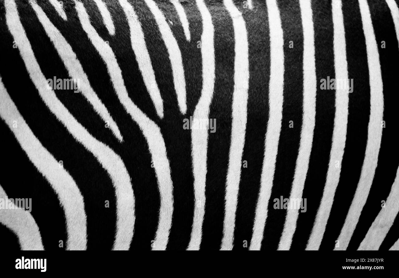Strisce bianche e nere di zebra di montagna (Equus Zebra) Foto Stock