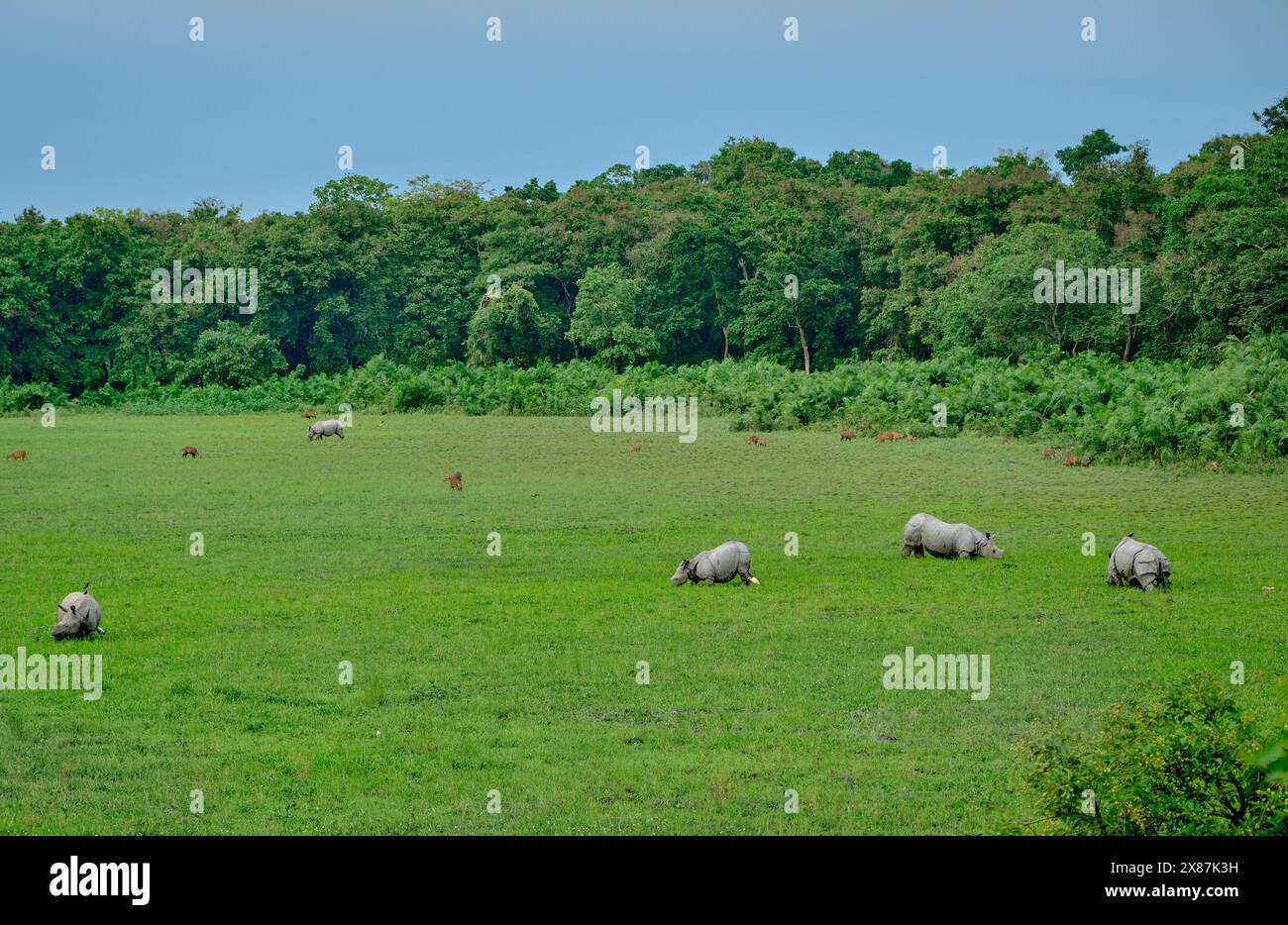 Rinoceronti e cervi di maiale che pascolano nel Parco nazionale di Kaziranga Foto Stock