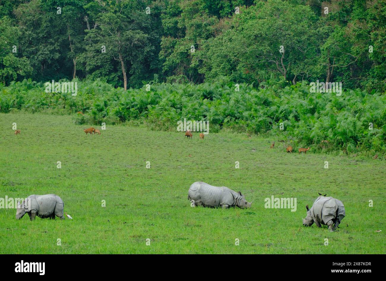 Rinoceronti e cervi di maiale che pascolano nelle praterie del Parco nazionale di Kaziranga Foto Stock