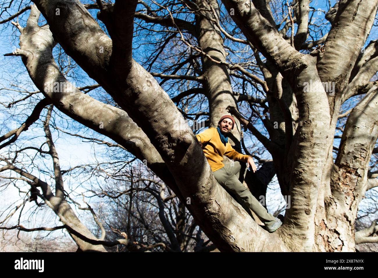 Uomo seduto sul ramo dell'albero Foto Stock