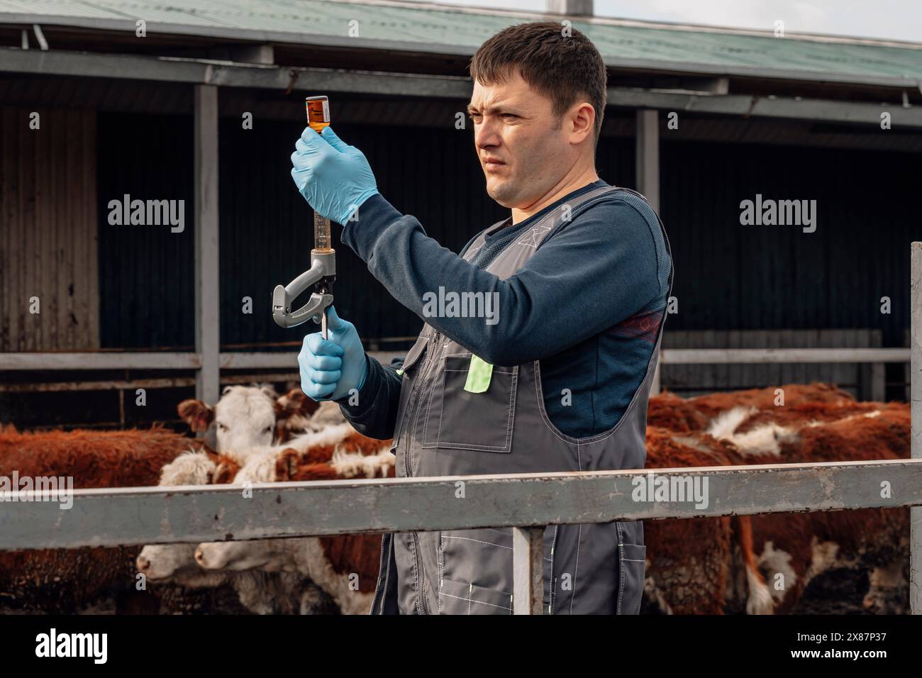 Veterinario che prepara l'iniezione medica per le mucche in fattoria Foto Stock