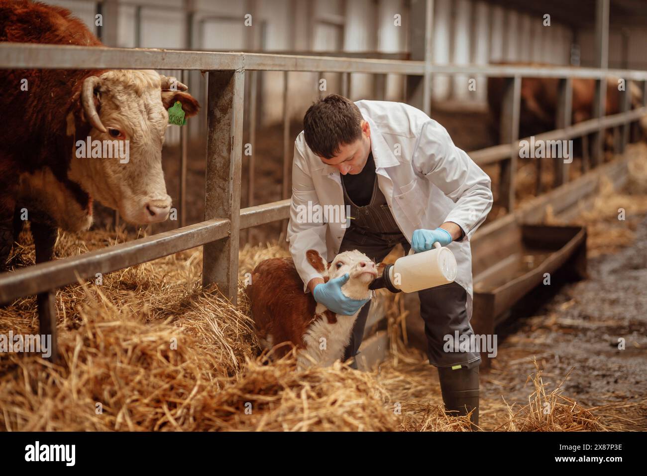 Veterinario che allatta il latte al vitello con il biberon all'azienda Foto Stock