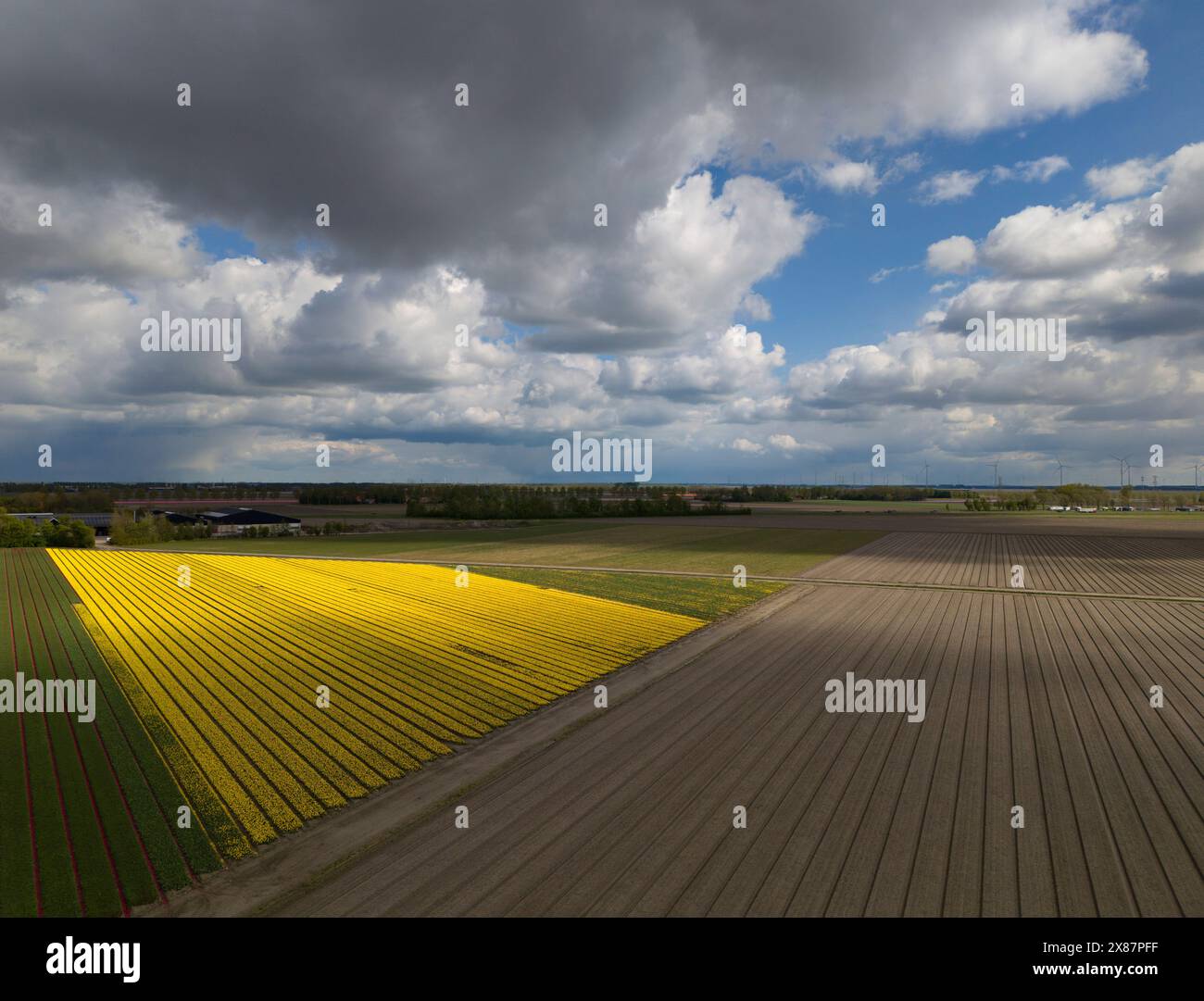 Fiori di tulipani gialli coltivati sul campo sotto il cielo nuvoloso Foto Stock