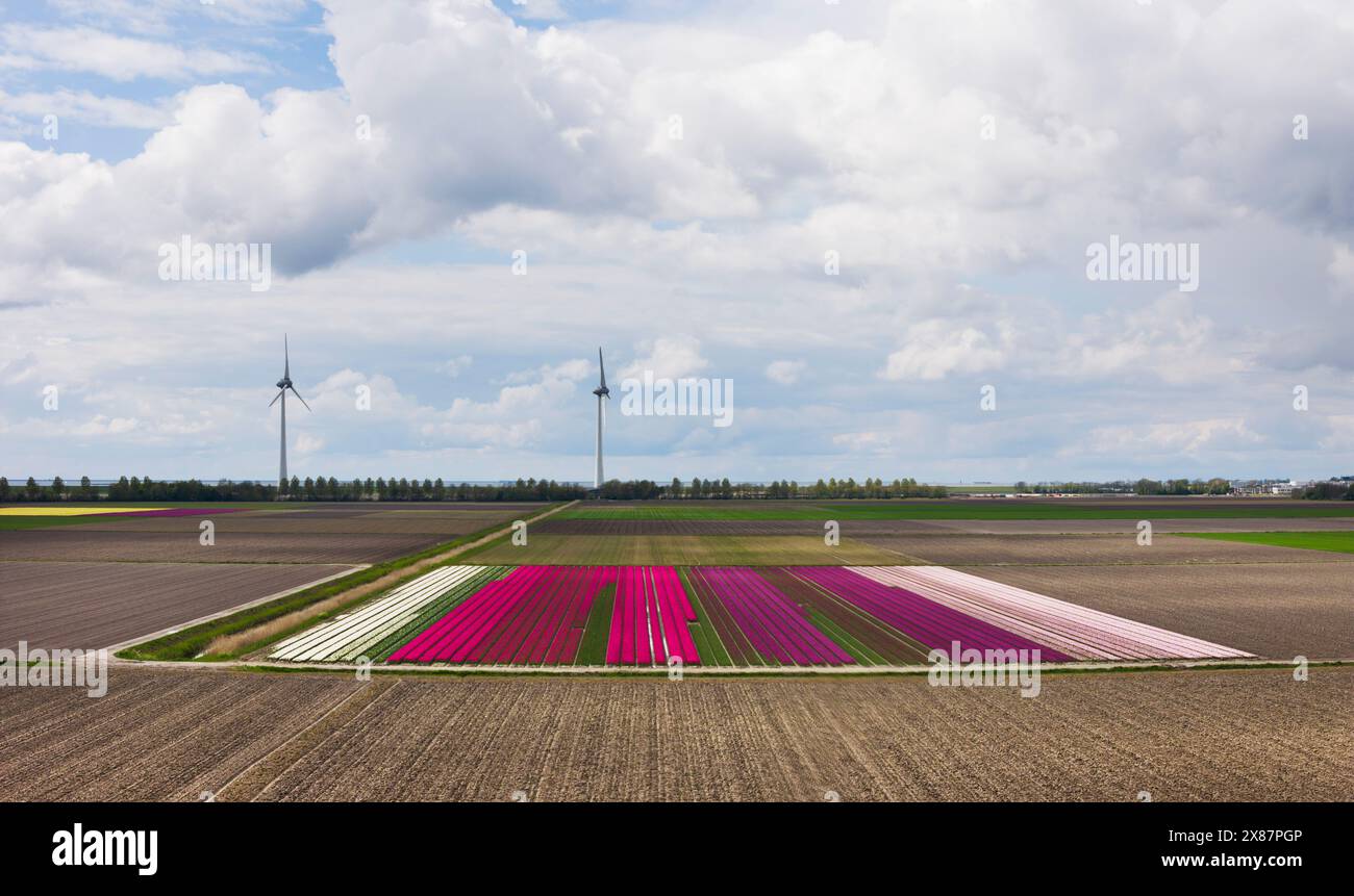 Campo di fiori di tulipani multicolore con turbine eoliche Foto Stock