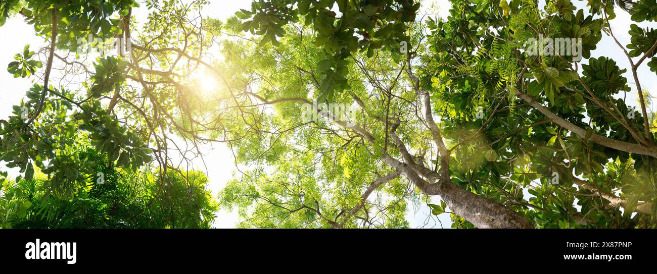 La luce del sole si vede attraverso i rami di lussureggianti alberi verdi Foto Stock