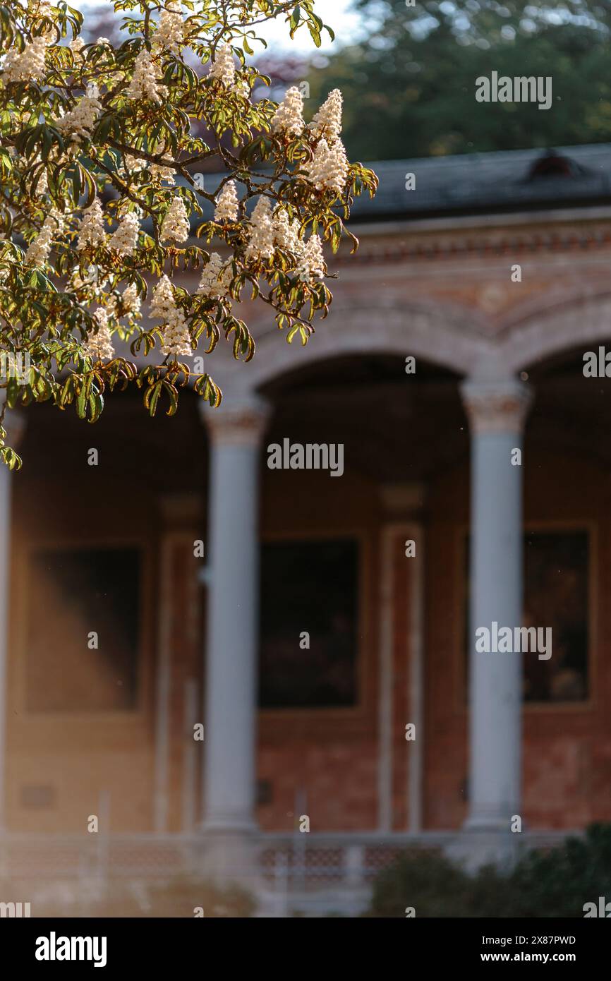 Germania, Baden-Wurttemberg, Baden-Baden, rami in fiore contro Trinkhalle Foto Stock