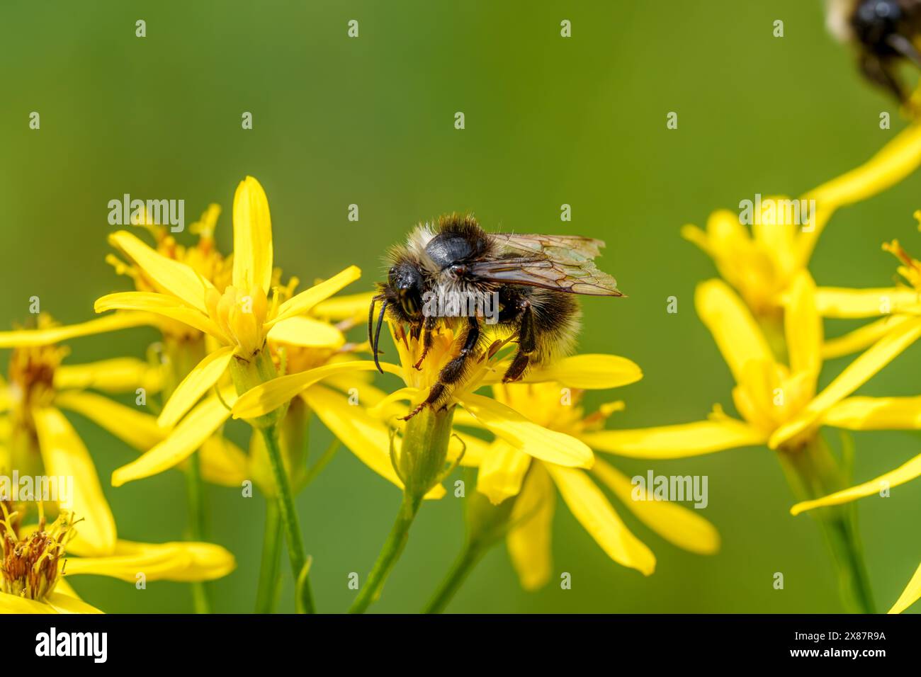 Una vista dettagliata di un'ape appollaiata su un fiore giallo vibrante, che mostra la bellezza degli impollinatori naturali e l'intricata relazione tra le piante Foto Stock