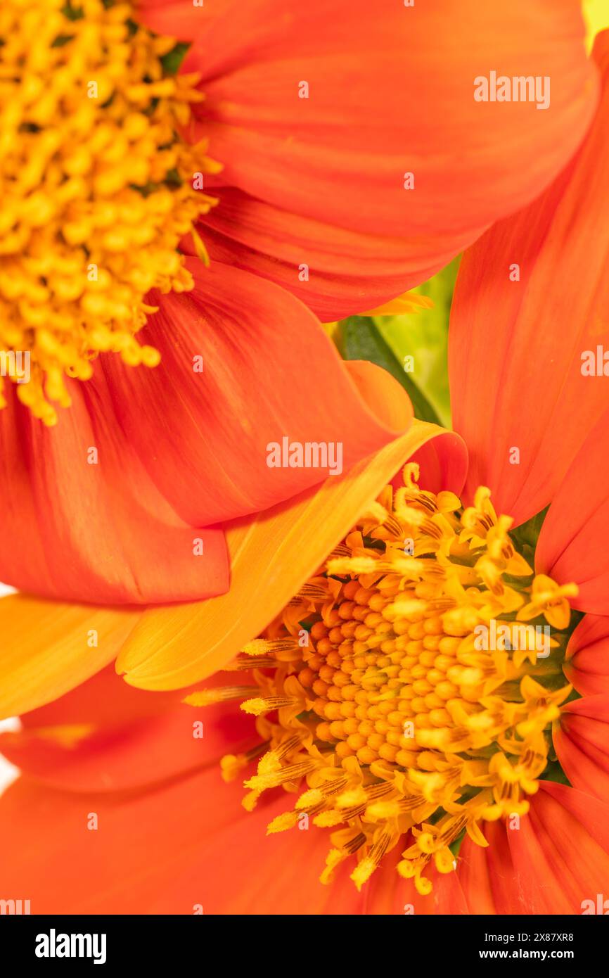 Primo piano di due fiori di girasole messicani, i loro petali si arricciano l'uno sull'altro. Foto Stock