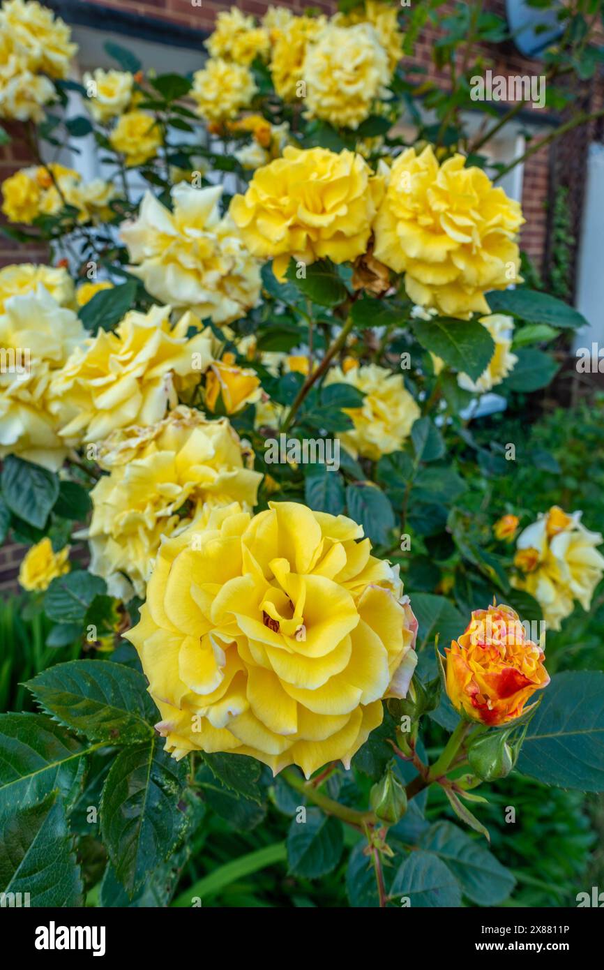 Una rosa gialla fiorisce nel giardino anteriore di una casa a Readiing, Regno Unito Foto Stock