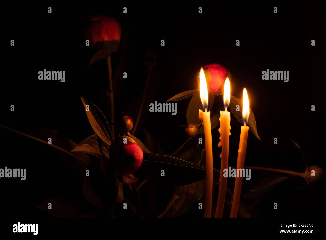Fiamma di candela e gemma di peonia nel buio primo piano, fiori Foto Stock