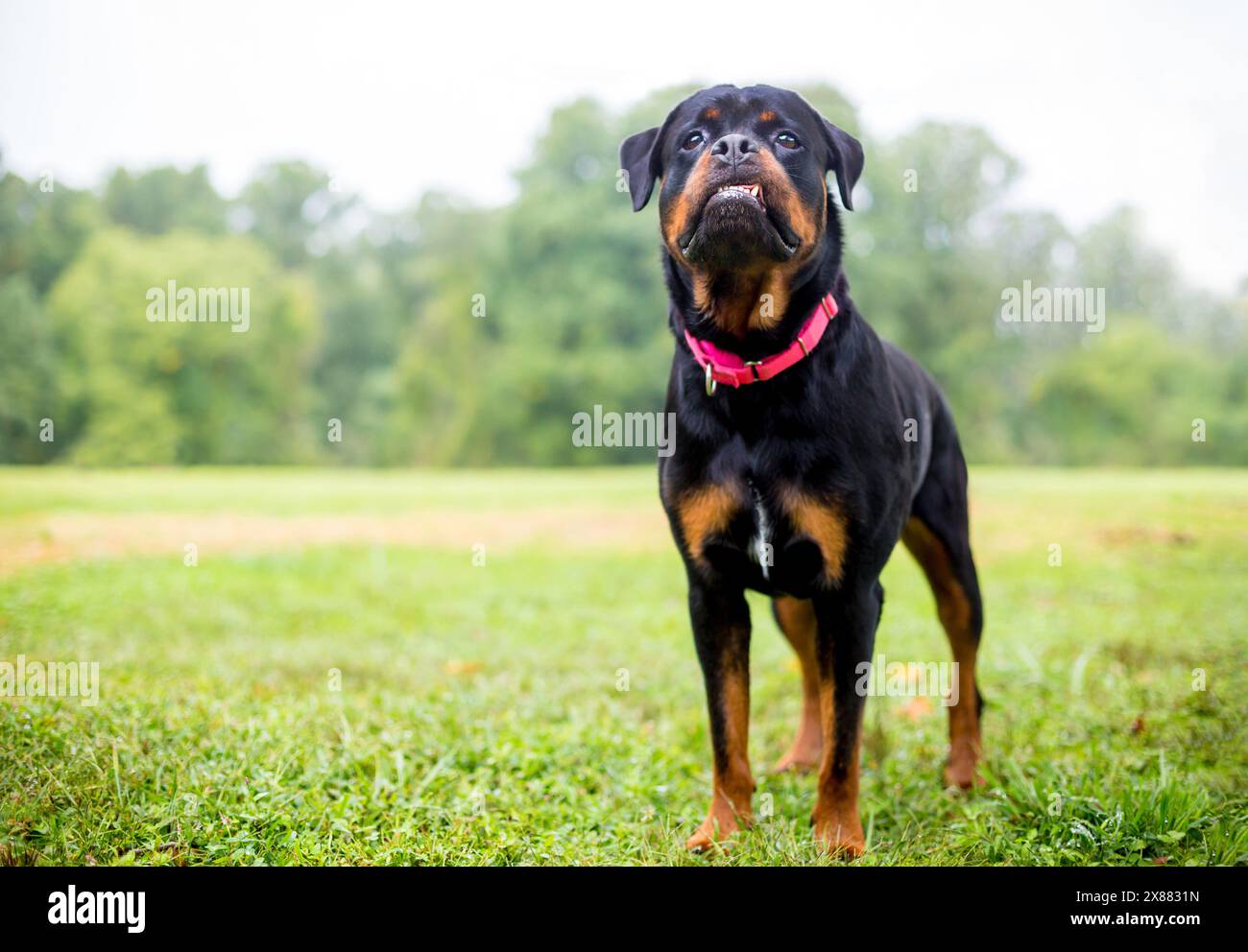 Un cane Rottweiler di razza pura con un underbite e i suoi denti inferiori sporgono Foto Stock