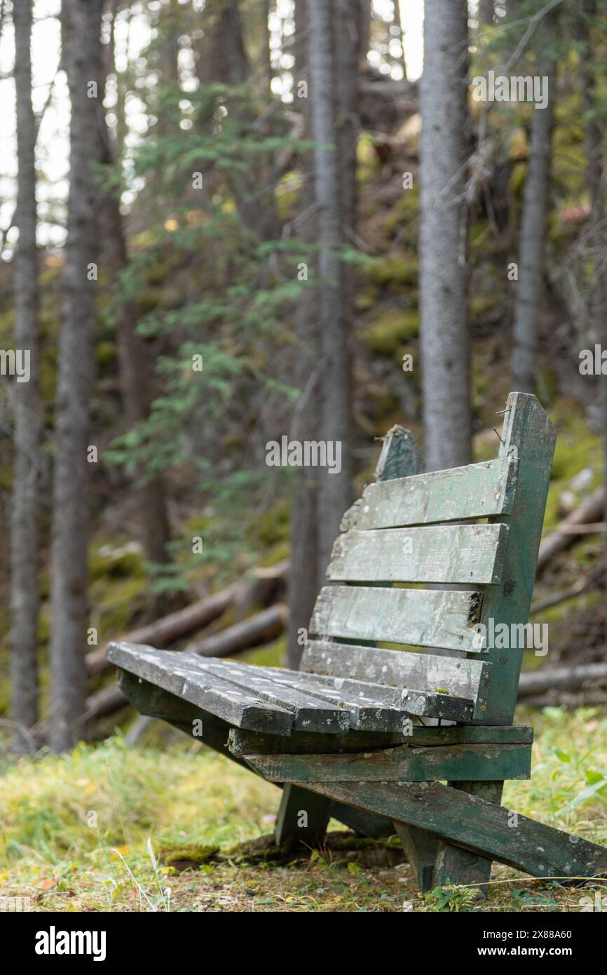 Panca verde in legno in un ambiente naturale, spazio per fotocopie Foto Stock