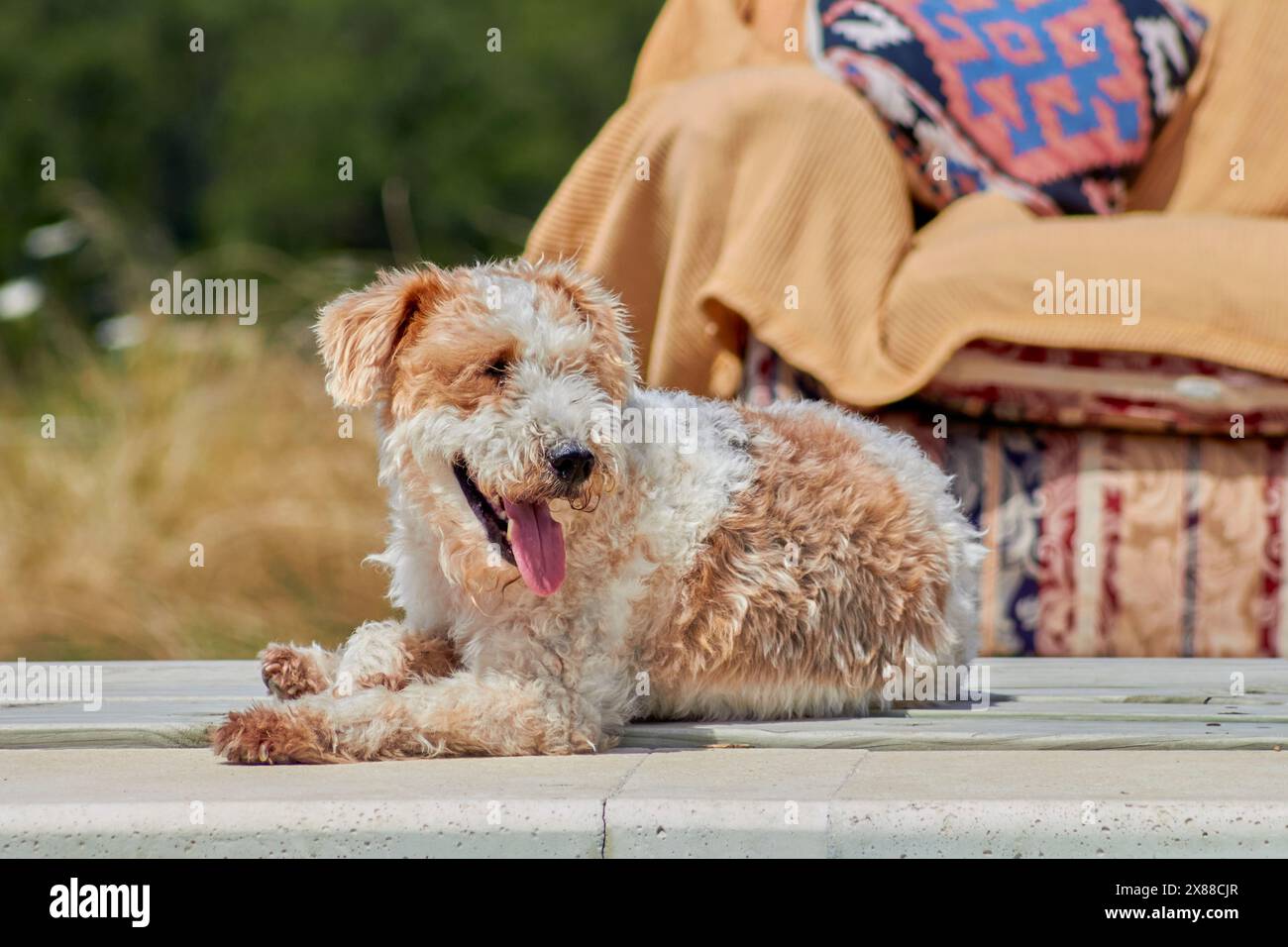 Un filo di Fox terrier per cani è adagiato su un ponte di legno accanto a una sedia. Il cane è marrone e bianco e ha una lingua che fuoriesce Foto Stock