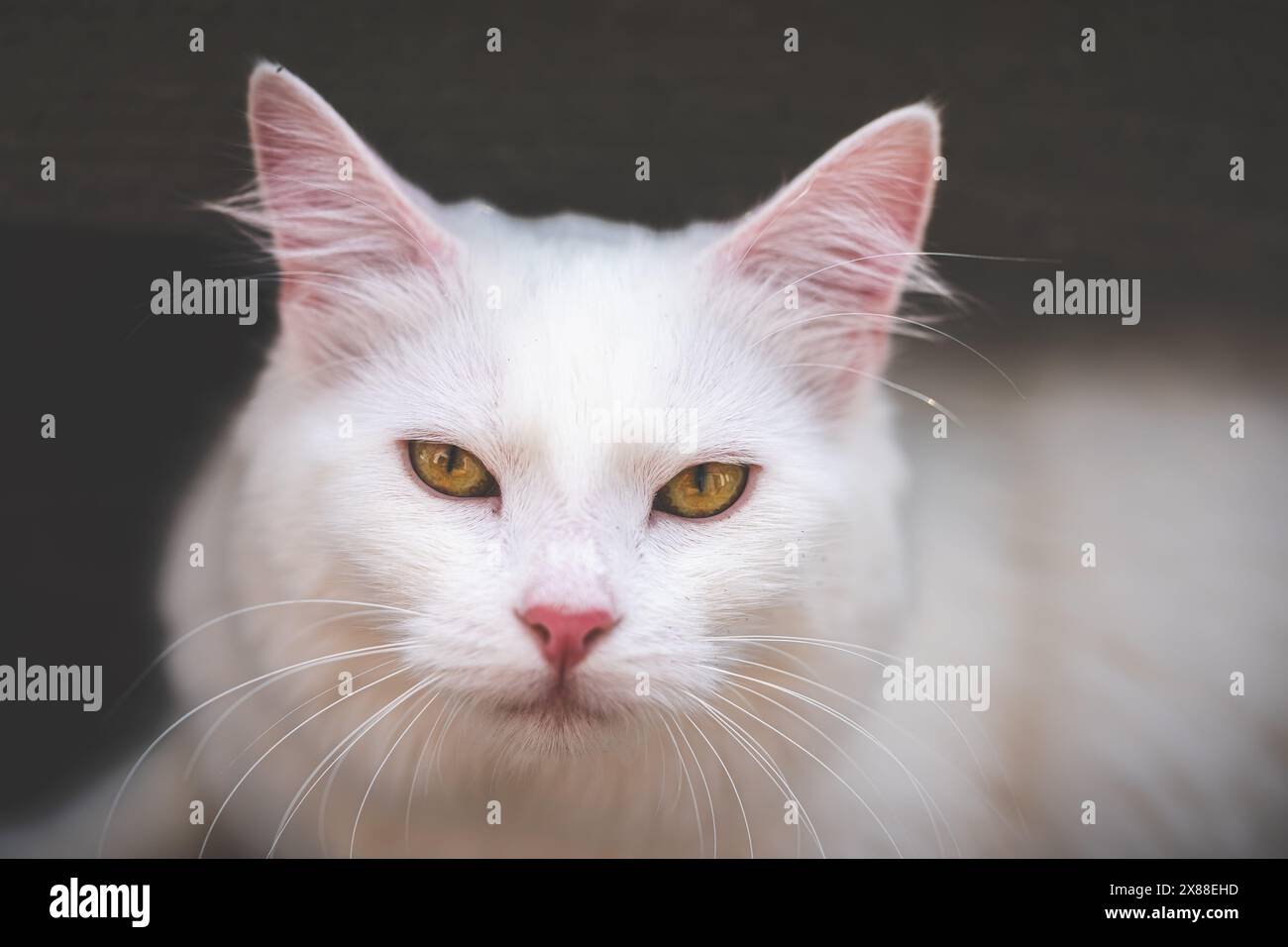 Ritratto di un gatto bianco con occhi gialli che guardano la fotocamera Foto Stock
