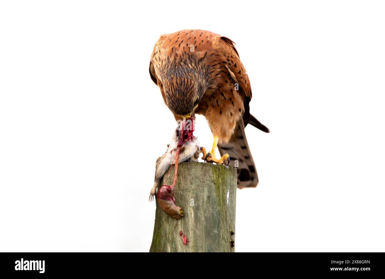 Langebaan West Coast Sudafrica. 20.04.2024. Rock Kestrel mangiando un topo lungo la costa occidentale a Langebaan Southern African. Foto Stock