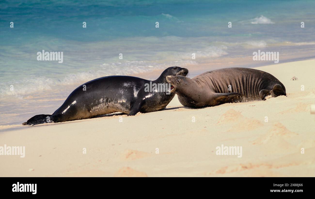 Foche monache hawaiane (Neomonachus schauinslandi) sull'isola di Tern, nel Rifugio naturale nazionale delle isole hawaiane. Foto Stock