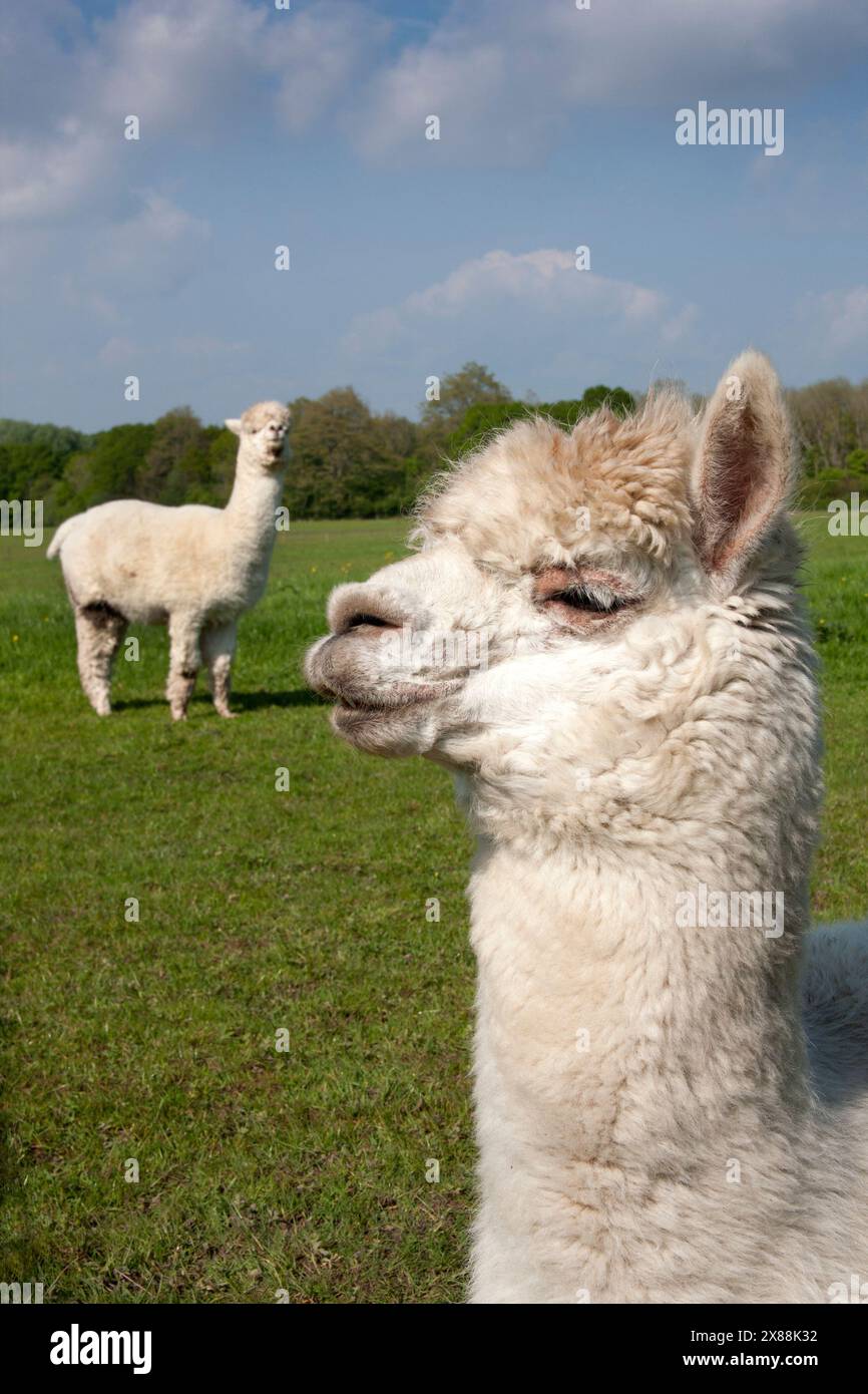 Alpaca peruviani nella fattoria britannica, in Inghilterra Foto Stock