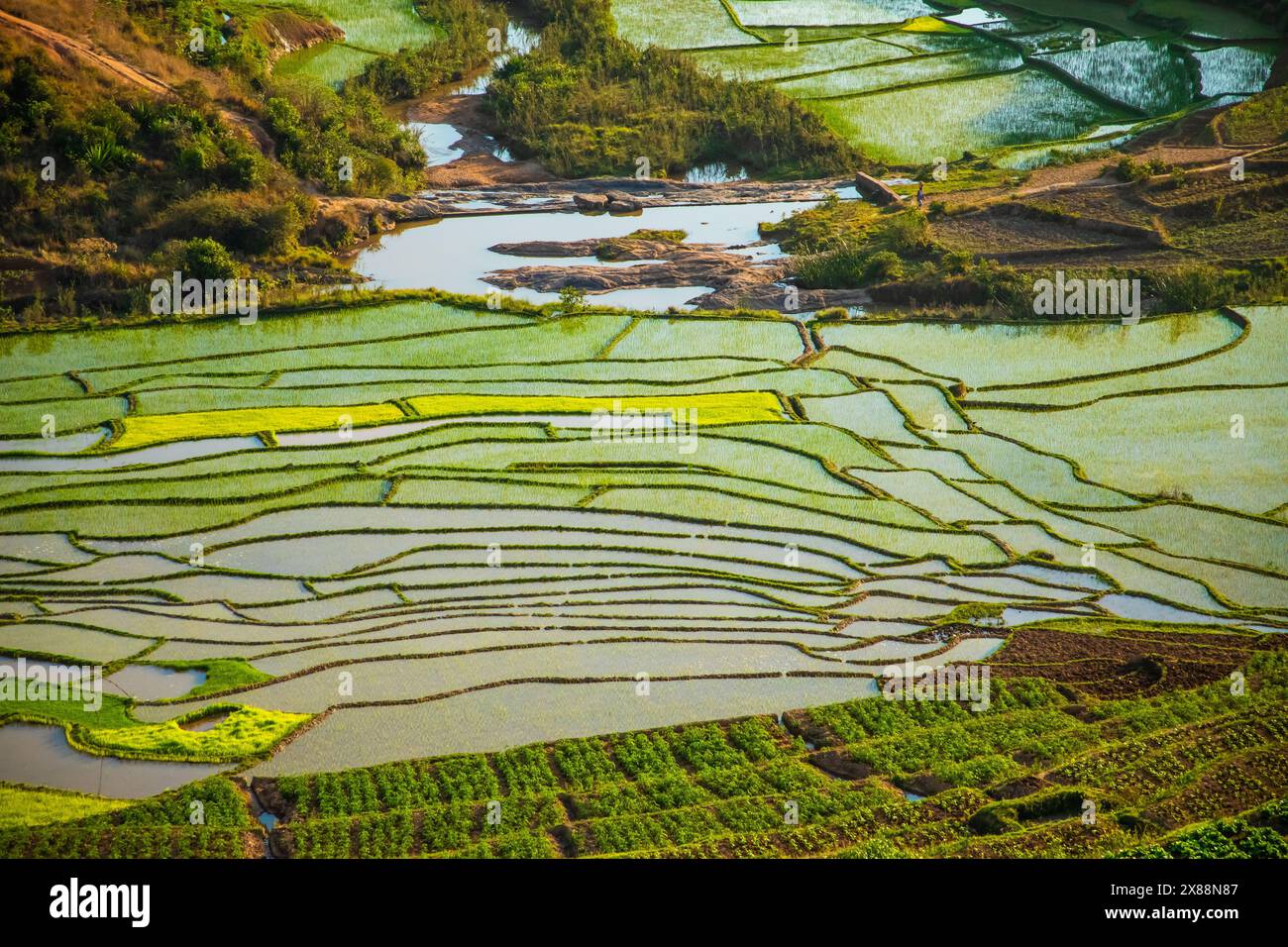 Campi di riso terrasses in Madagascar all'inizio della primavera. Piccoli scatti verdi chiari su aree a gradini di forma irregolare. Foto Stock