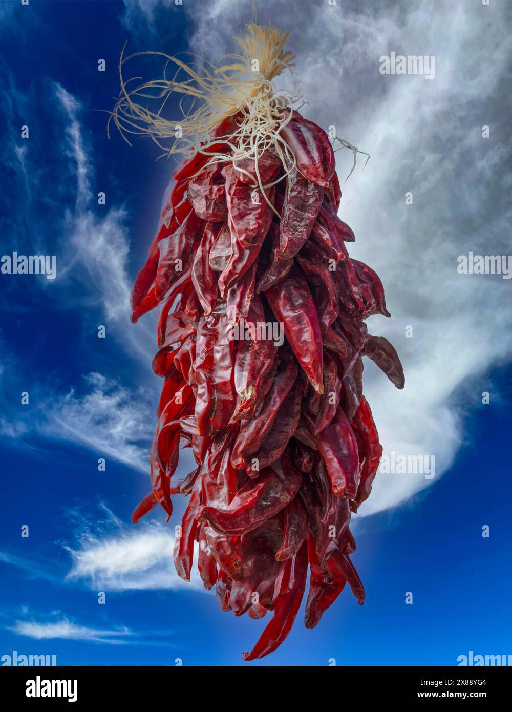 Le ristras al peperoncino rosso sono peperoni appesi ad asciugare nella cultura del New Mexico meridionale, pronti ad aggiungere alla cucina locale su sfondo bianco Foto Stock