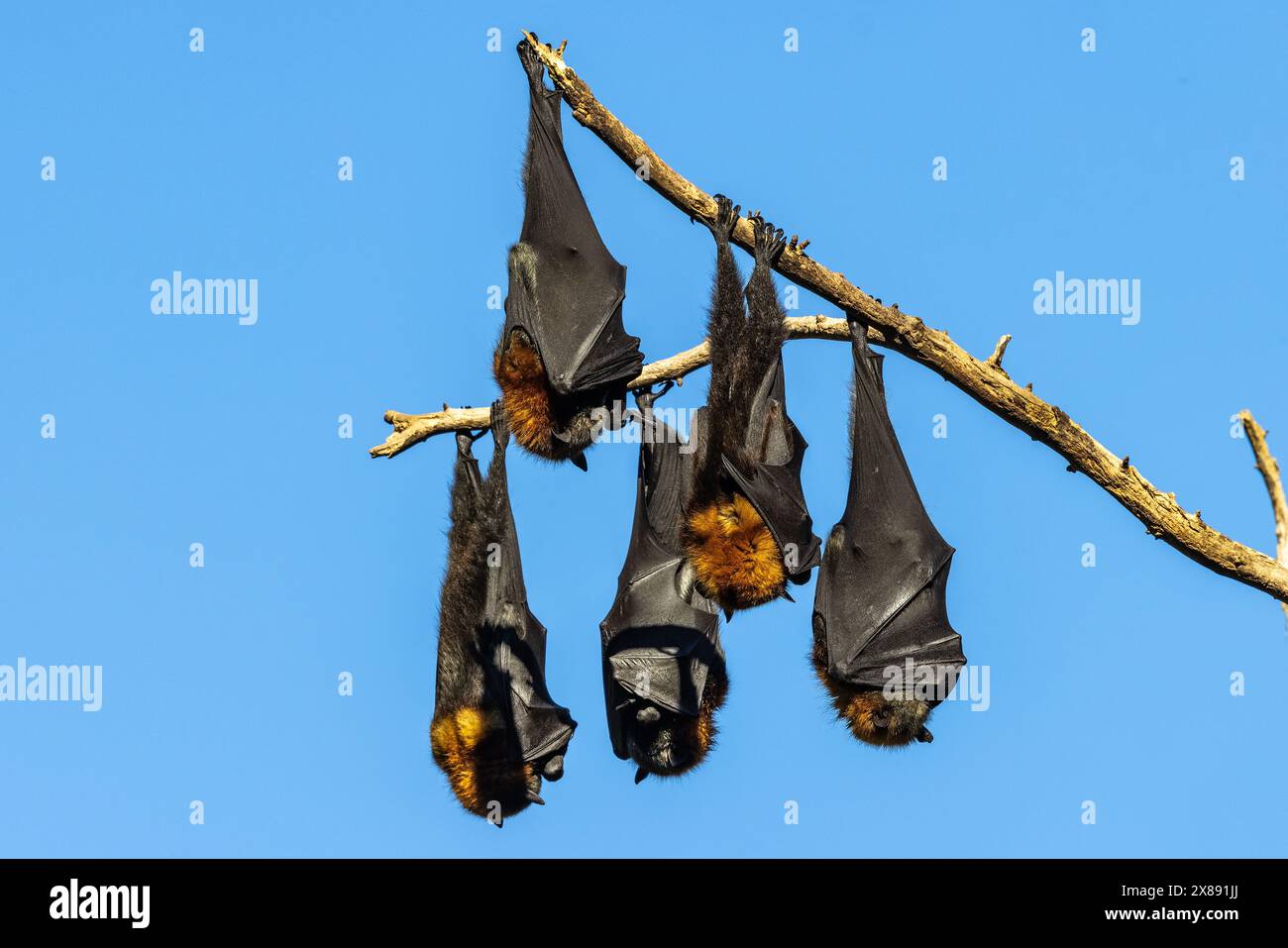 Di giorno in alberi, la volpe volante dalla testa grigia Foto Stock