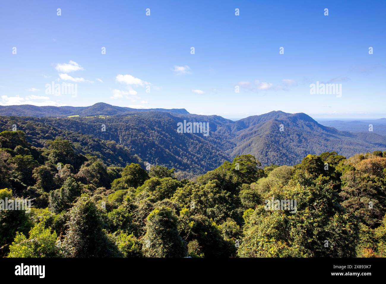 Foresta pluviale di Gondwana in Australia, vista della foresta pluviale dal lungofiume del parco nazionale di Dorrigo, New South Wales, Australia Foto Stock