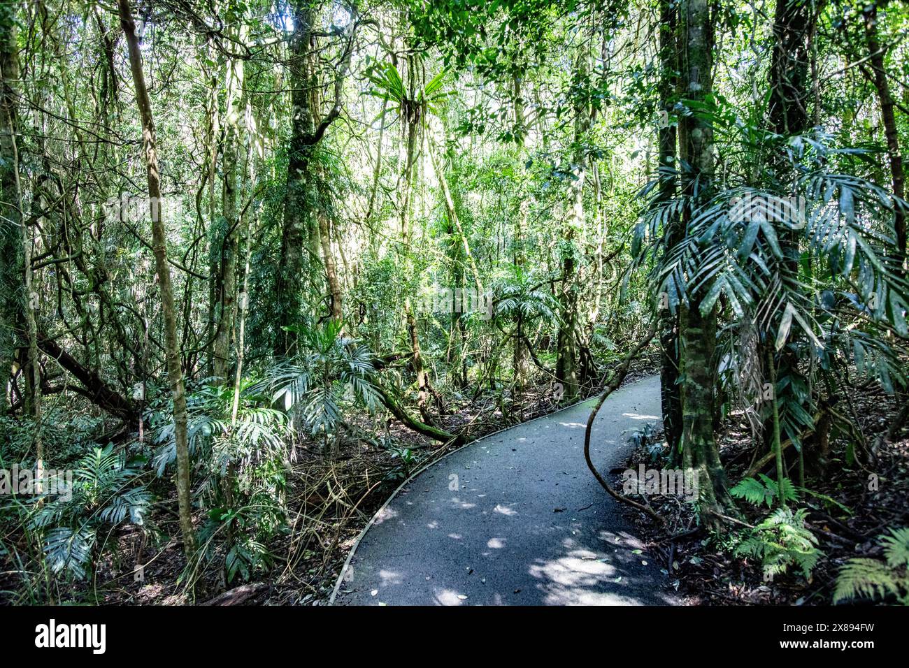 Foresta pluviale di Gondwana nel parco nazionale di Dorrigo, con alberi antichi alti e viste a baldacchino, nuovo Galles del Sud, Australia Foto Stock