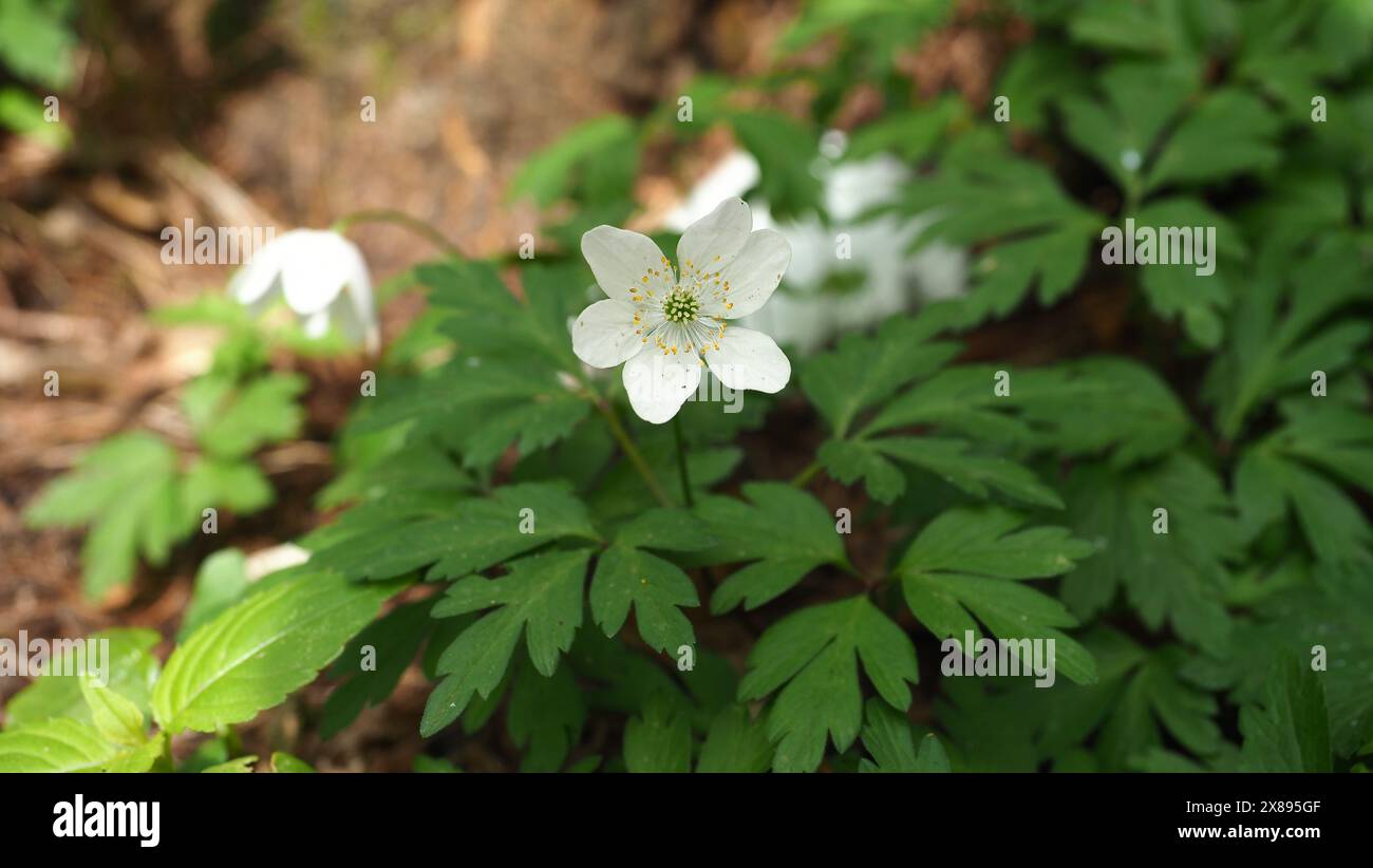 Fiori bianchi (Wood Anemone) nella foresta Foto Stock